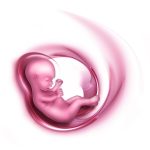 Embryo Dondurma