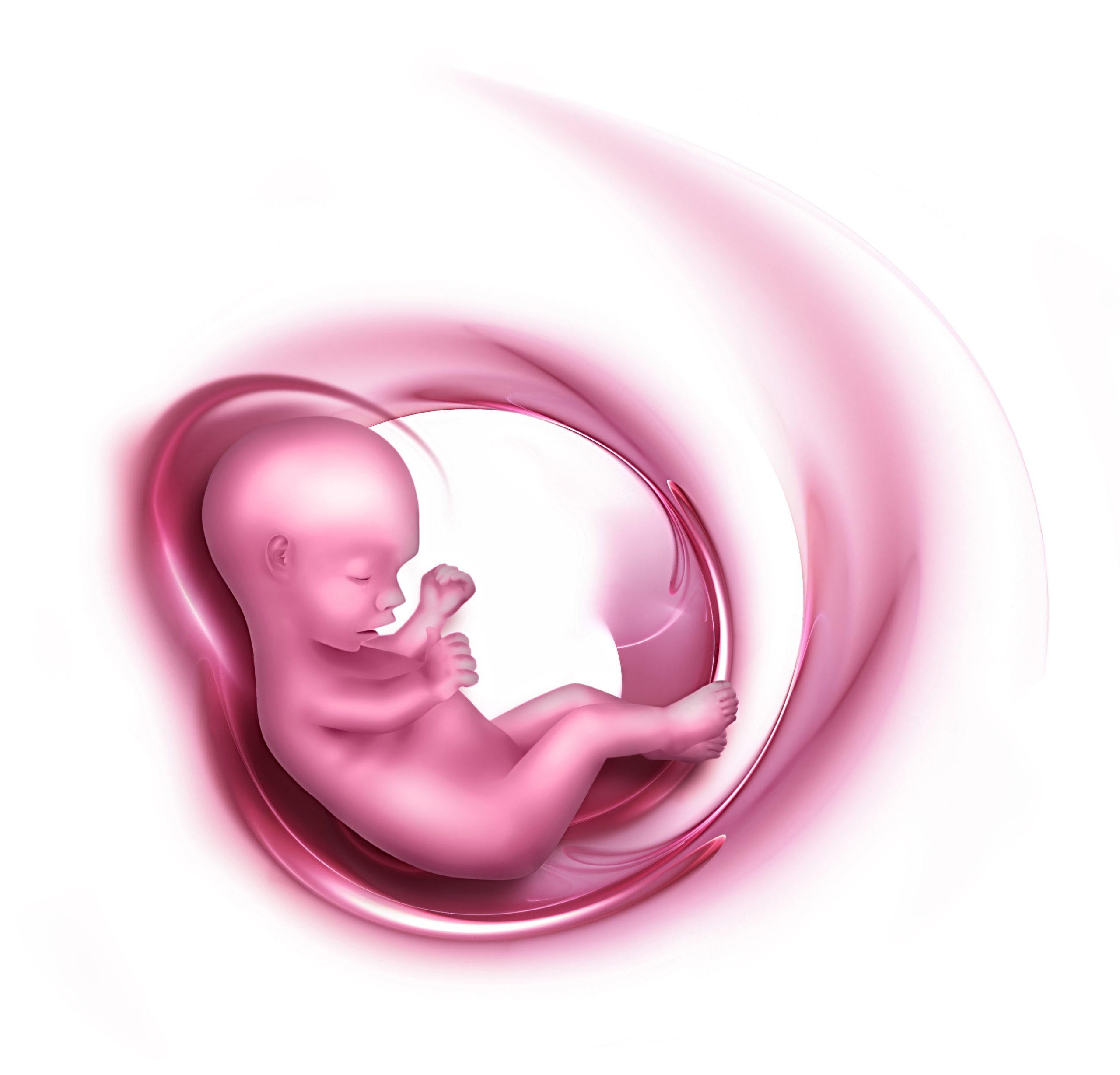 embryo