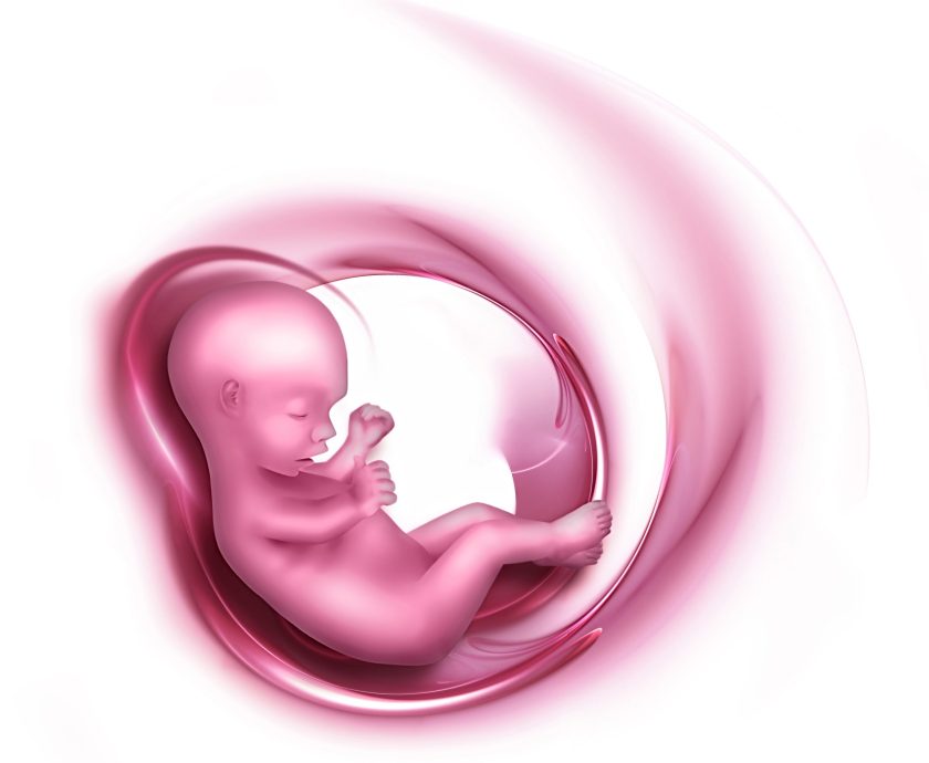 embryo