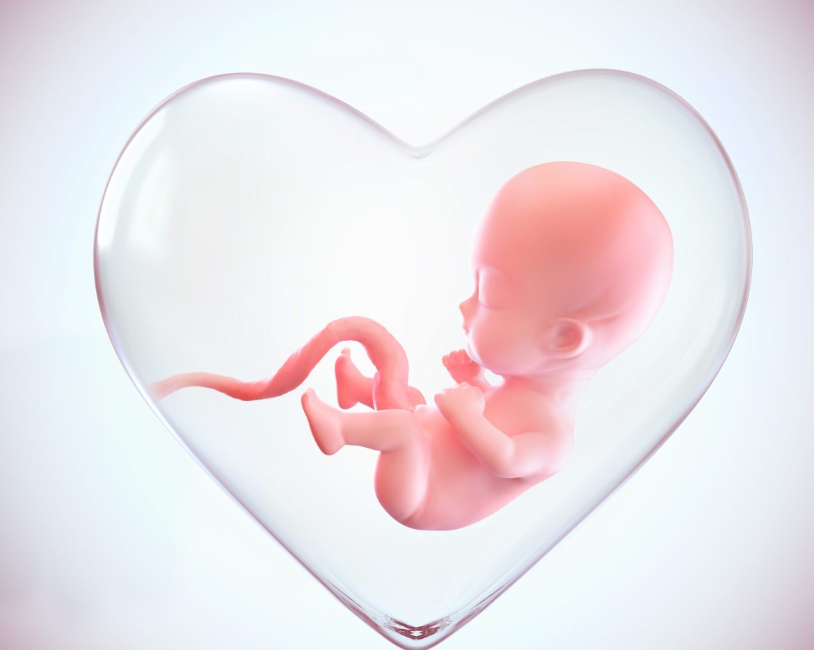 fetus inside the heart shape of womb