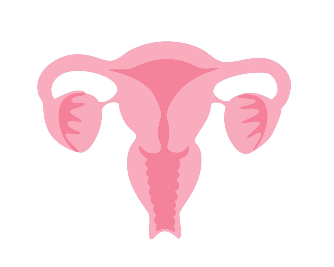 Vector isolated illustration of uterus