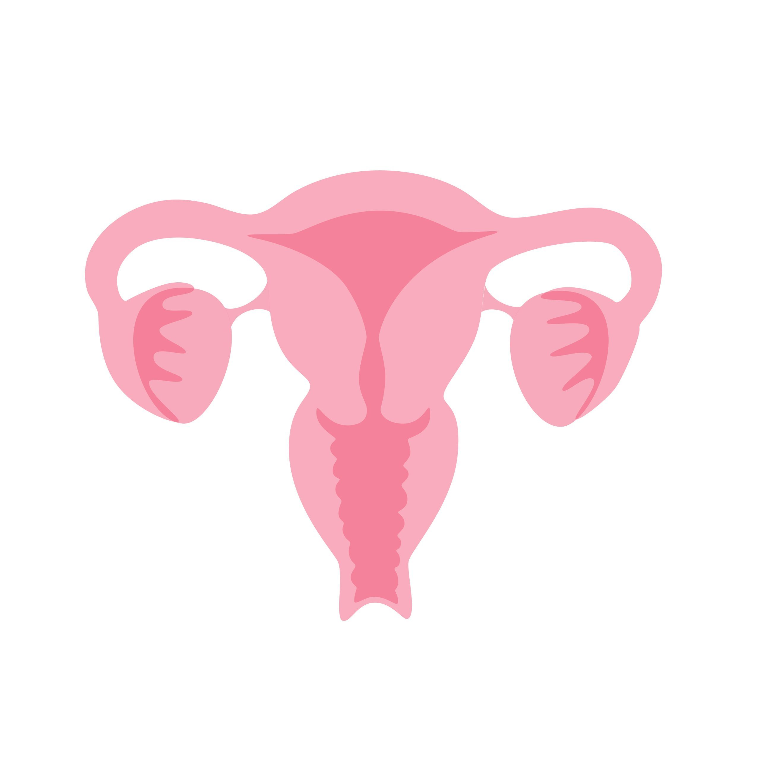 Vector isolated illustration of uterus